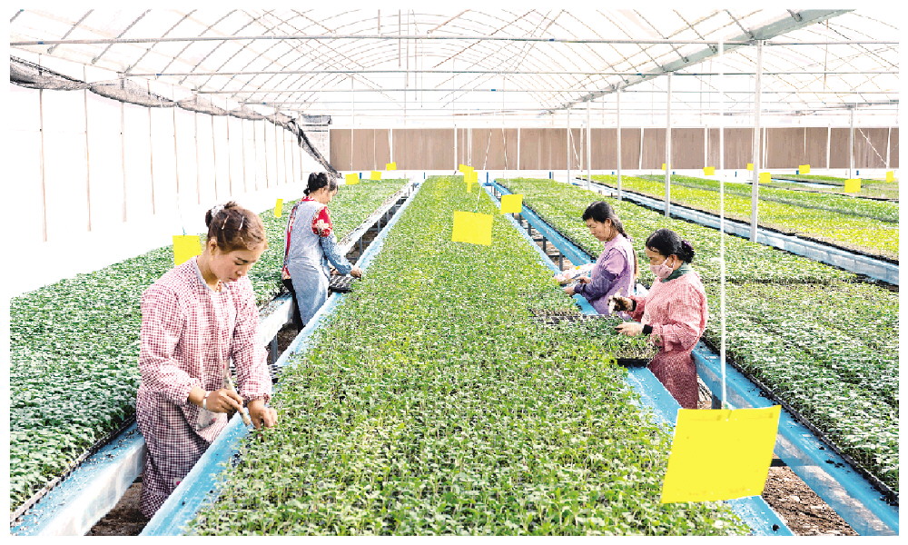 新修改的種子法怎樣護航中國種業發展